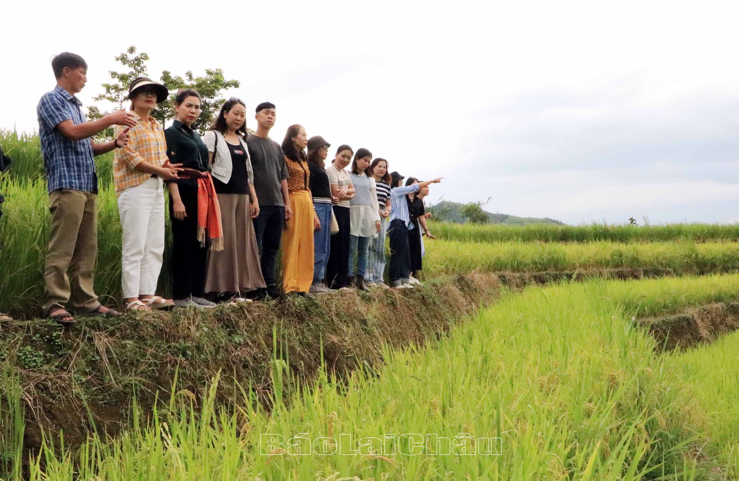 Đoàn khảo sát thăm cánh đồng lúa Trung Chua với rất nhiều ruộng bậc thang đẹp tại xã Dào San (huyện Phong Thổ).